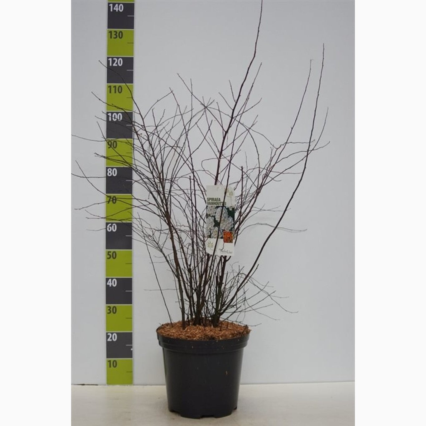 Brudspirea – Spiraea vanhouttei 'Gold Fountain' - C12 100-125 CM